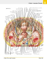 Frank H. Netter, MD - Atlas of Human Anatomy (6th ed ) 2014, page 384